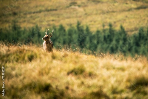 Fototapeta Naklejka Na Ścianę i Meble -  Deer in Wicklow mountains. Ireland