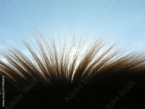 brown horse hair closeup against clear sky background, backlit