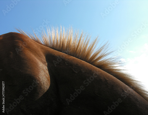  brown horse hair closeup against clear sky background, backlit