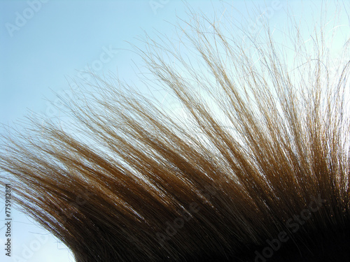   brown horse hair closeup against clear sky background, backlit