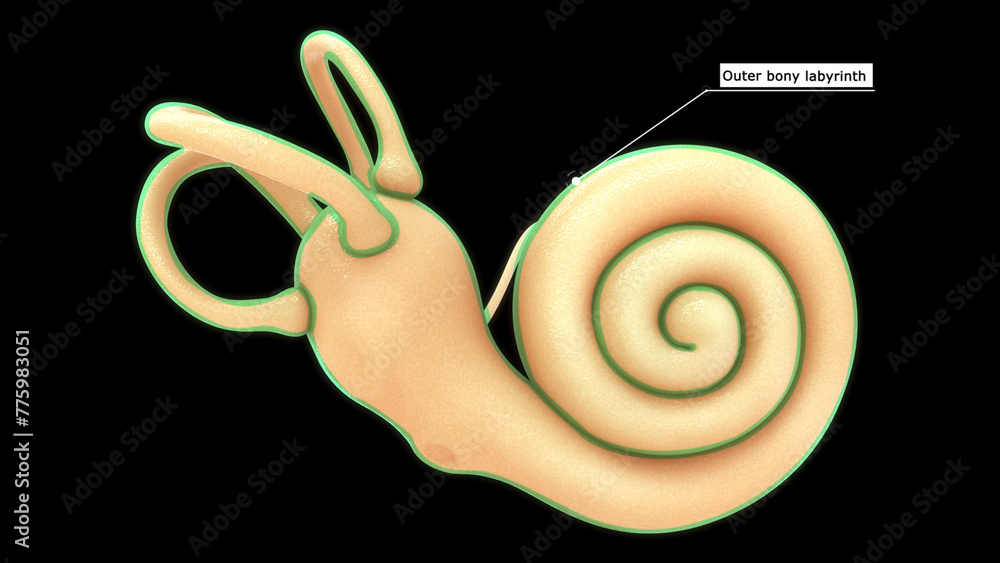Anatomy of human ear (Outer bony labyrinth) 3d illustration - obrazy, fototapety, plakaty 