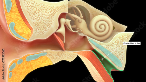 Anatomy of human ear (Eustachian tube) 3d illustrator photo