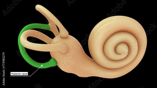 Foto Anatomy of human ear (Posterior canal) 3d illustrator
