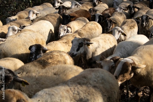Herd of sheep walking across a field