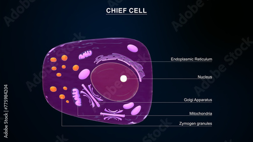 Chief cell (zymogenic cell or peptic cell) 3d illustration photo