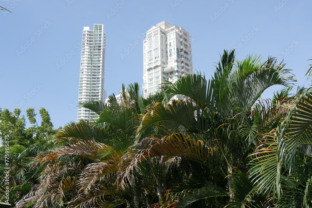 Palmen vor Hochhäusern in Panama-Stadt