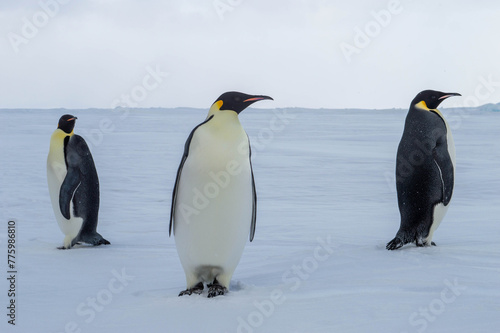 Colony of emperor penguins at the antarctica