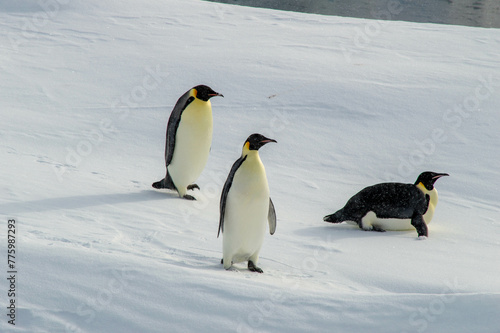 Colony of emperor penguins at the antarctica