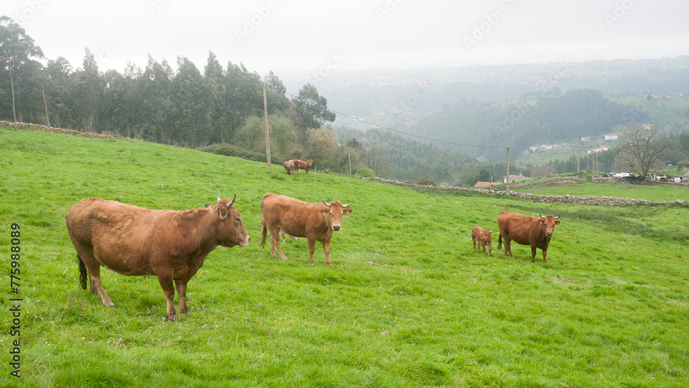 Vaca marrón en una pradera de hierba en monte de Asturias Vaca marrón en una pradera de hierba en monte de Asturias