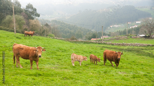 Vaca marrón en una pradera de hierba en monte de Asturias