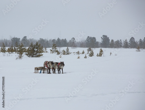 Reindeer in Lapland, Finland. Lapland is the capital and largest city of Finland in winter
