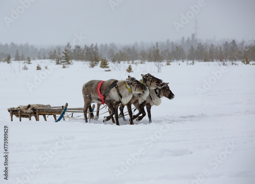 Reindeer in Lapland, Finland. Lapland is the capital and largest city of Finland in winter