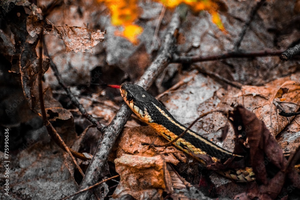 Closeup of a Butler's garter snake, Thamnophis butleri creeping on fallen leaves and rocks Closeup of a Butler's garter snake, Thamnophis butleri creeping on fallen leaves and rocks