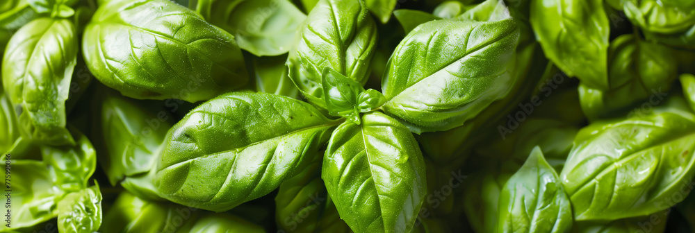 Lush and healthy basil leaves fill the frame in this image, highlighting the plant's texture and rich green color Lush and healthy basil leaves fill the frame in this image, highlighting the plant's texture and rich green color