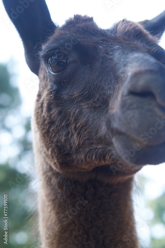 close up of a llama