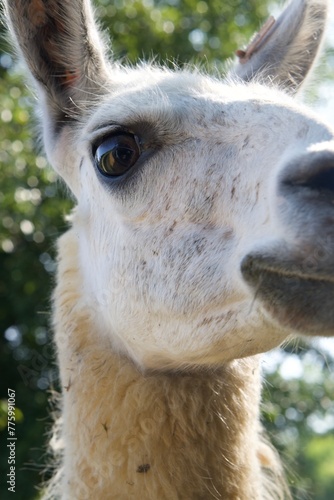 close up of a llama