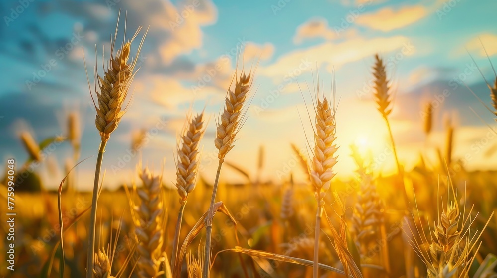 A serene sunset or sunrise scene over a summer field A serene sunset or sunrise scene over a summer field