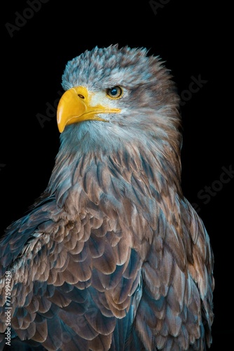 Vertical shot of a juvenile bald eagle isolated on a black background