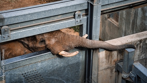 Poor elephant (Loxodonta) trapped in a zoo cage photo