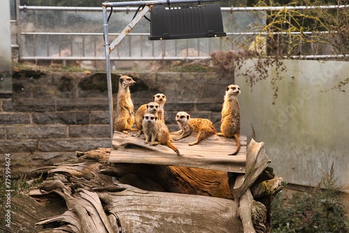 Mob of cute Meerkats (Suricata suricatta) resting in a zoo cage during the daytime photo