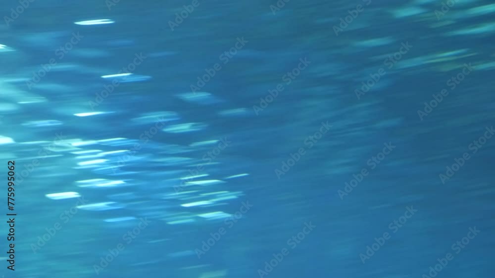 Shoal of fish, a turtle, and a skate swimming in the blue waters of an aquarium Shoal of fish, a turtle, and a skate swimming in the blue waters of an aquarium