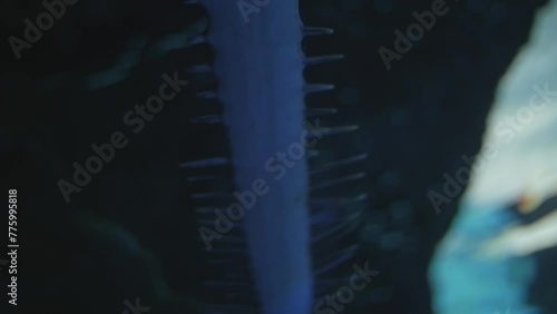 Low-angle of a Sawfish (Pristidae) with a long sword nose in the blue waters of an aquarium photo