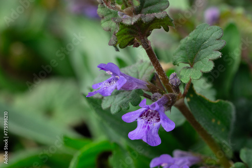 Close Up ob ground-ivy flower (Glechoma hederacea) in spring photo