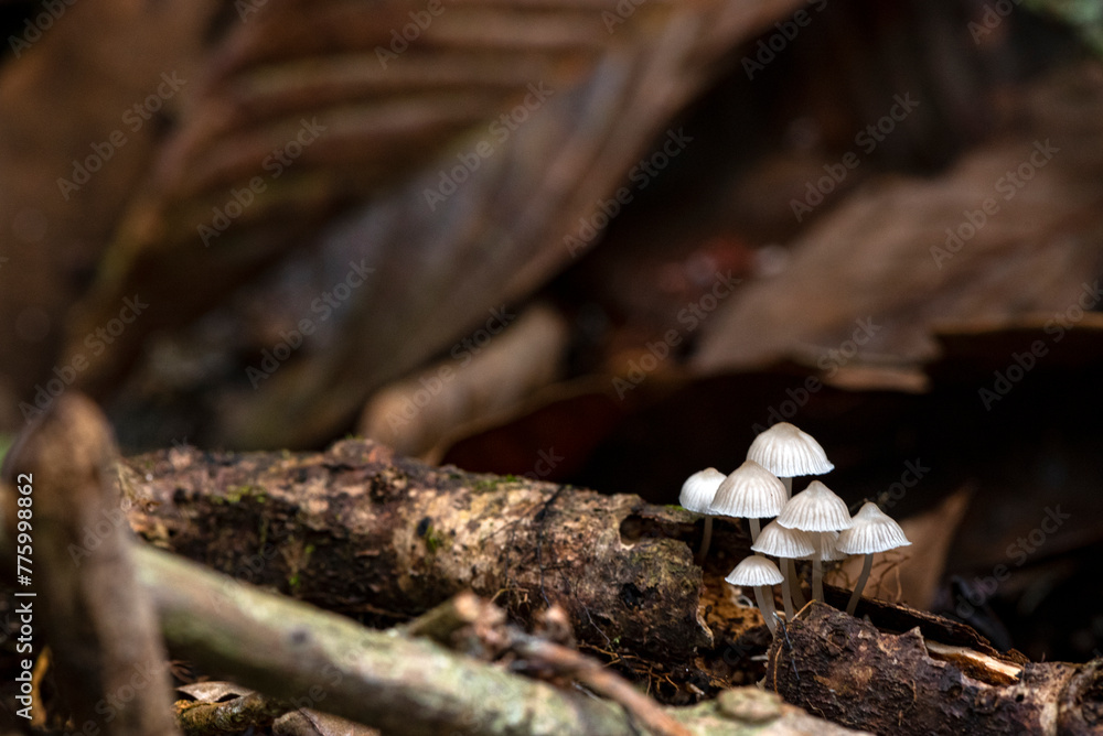 Closeup shallow focus small white mushrooms captured in a forest Closeup shallow focus small white mushrooms captured in a forest
