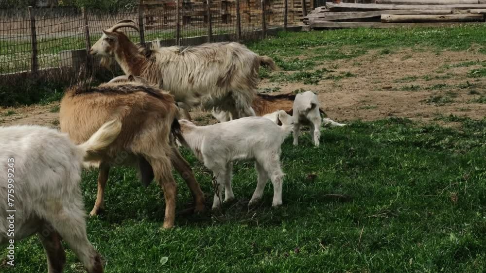 Concept of farming, countryside agriculture, organic eco farm. White and brown dairy goats graze on the home pasture in the village Concept of farming, countryside agriculture, organic eco farm. White and brown dairy goats graze on the home pasture in the village