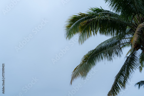 a Silhouette of coconut trees with cloudy sky in Bali © Krisna