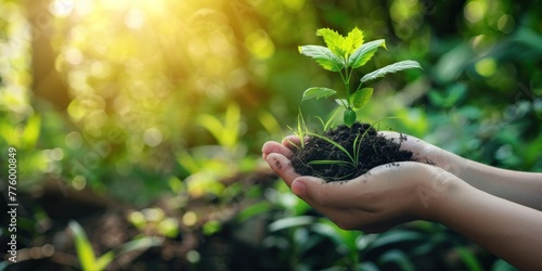 plant in hands