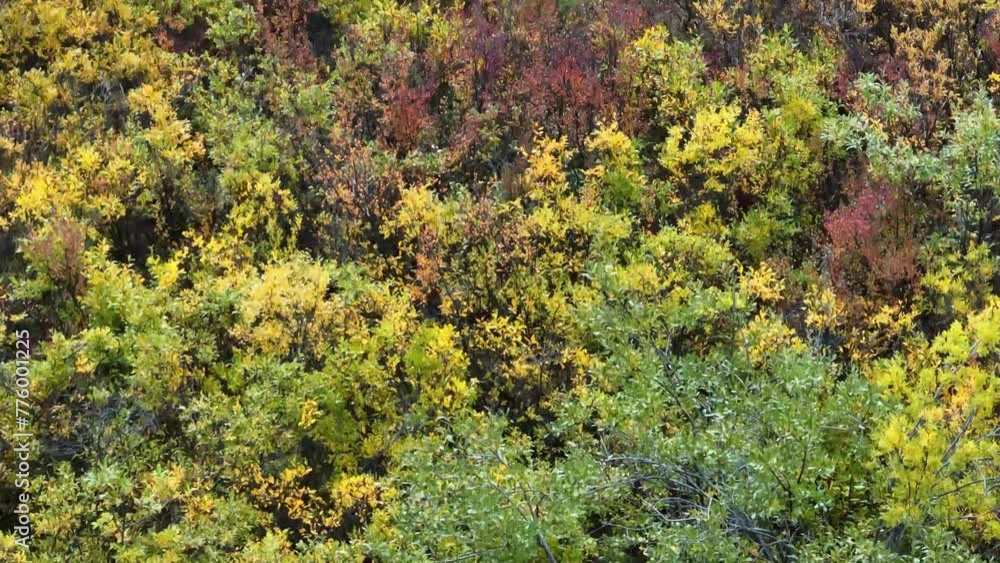 Beautiful view of autumn-colored treetops in Alaska