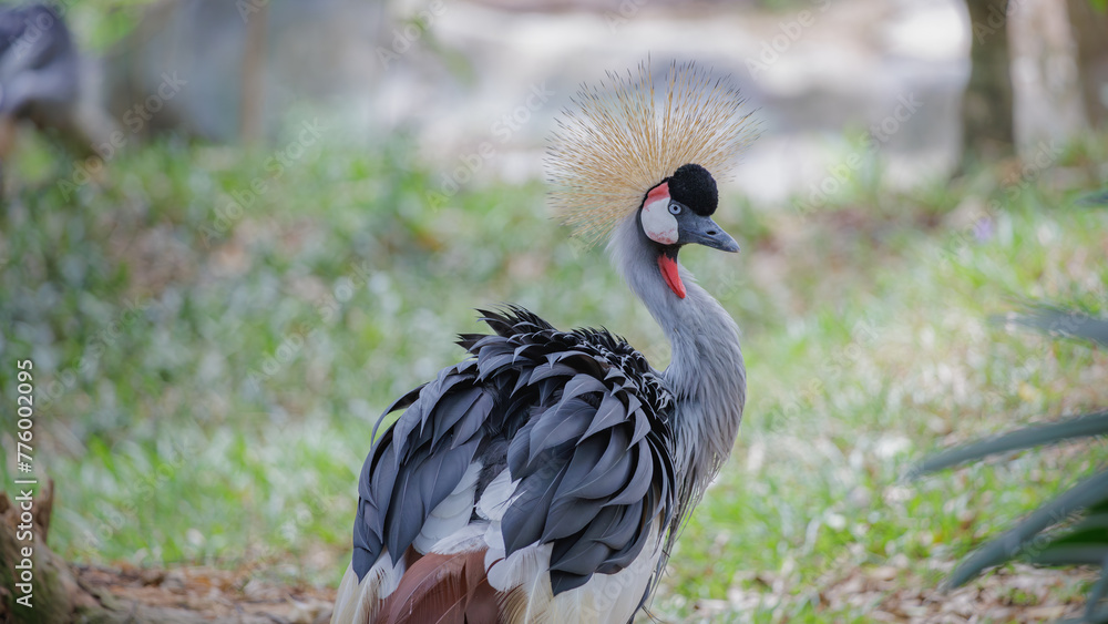 Fototapeta premium A Grey Crowned Crane