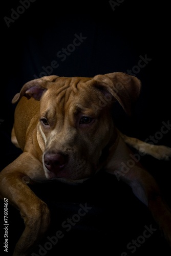 Vertical shot of a brown puppy isolated on the black background © Wirestock