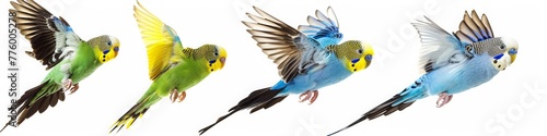 Budgerigars parakeets of 4 different colors, yellow blue green and white, flying or standing on the floor on a pure white background © Sabina Gahramanova