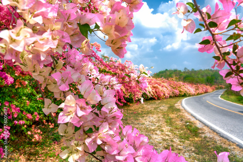 Multicolor of bougainvillea along a roadside. Beautiful and colorful bougainvillea grows along a roadside. 