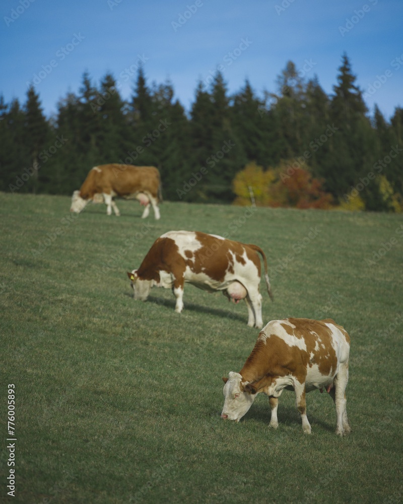 Aerial view of cows grazing in greenery field in background of dense trees