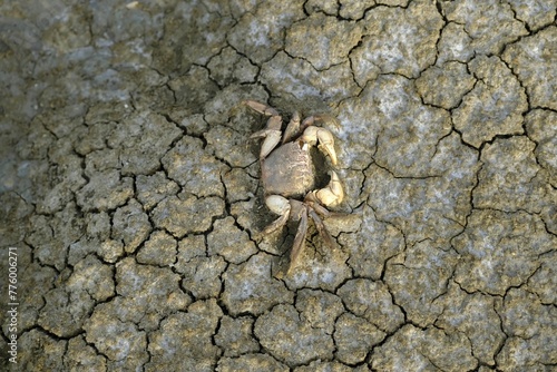 Crabs that died due to drought photo