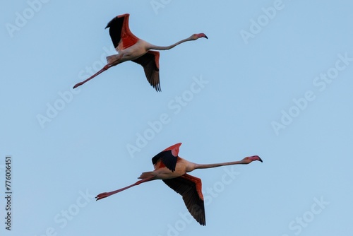 Low angle shot of two flamingos flying in the sky