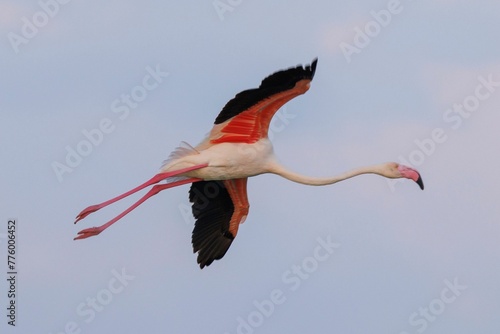 Low angle shot of a flamingo flying in the sky