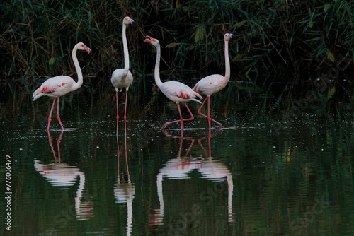 Closeup of a group of flamingos standing in a tranquil lake on a sunny day