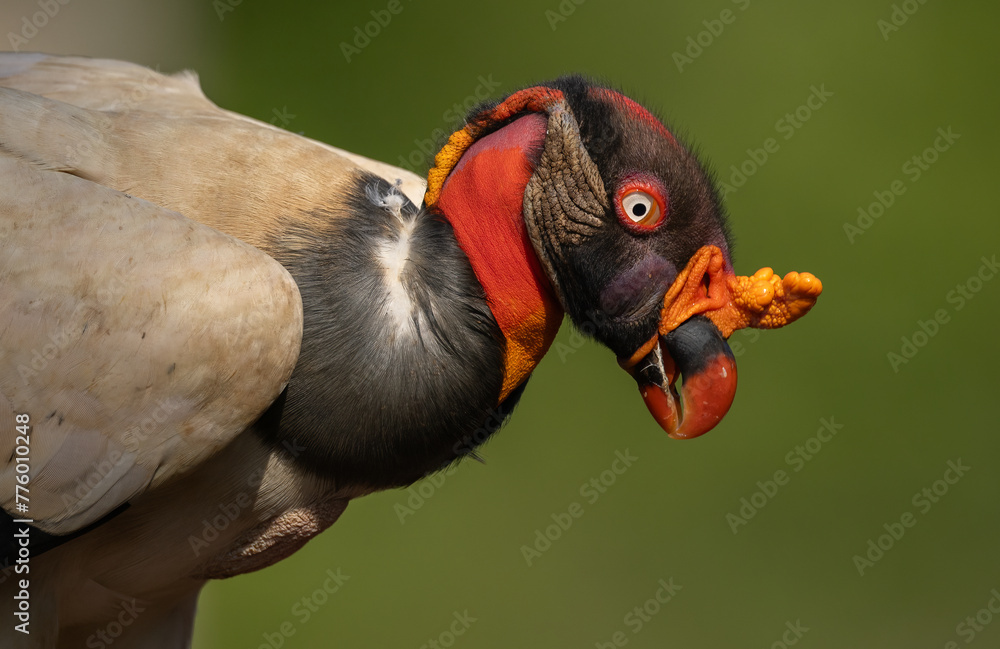 King vulture in the rainforest of Costa Rica  - obrazy, fototapety, plakaty 