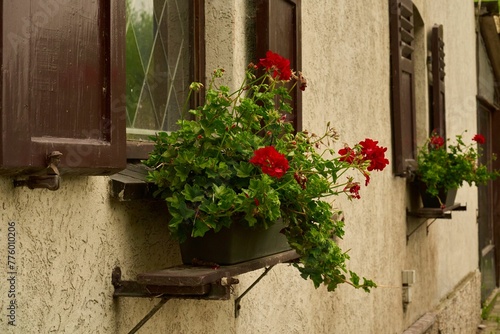 Closeup shot of potted red flowers on an outdoor windowsill