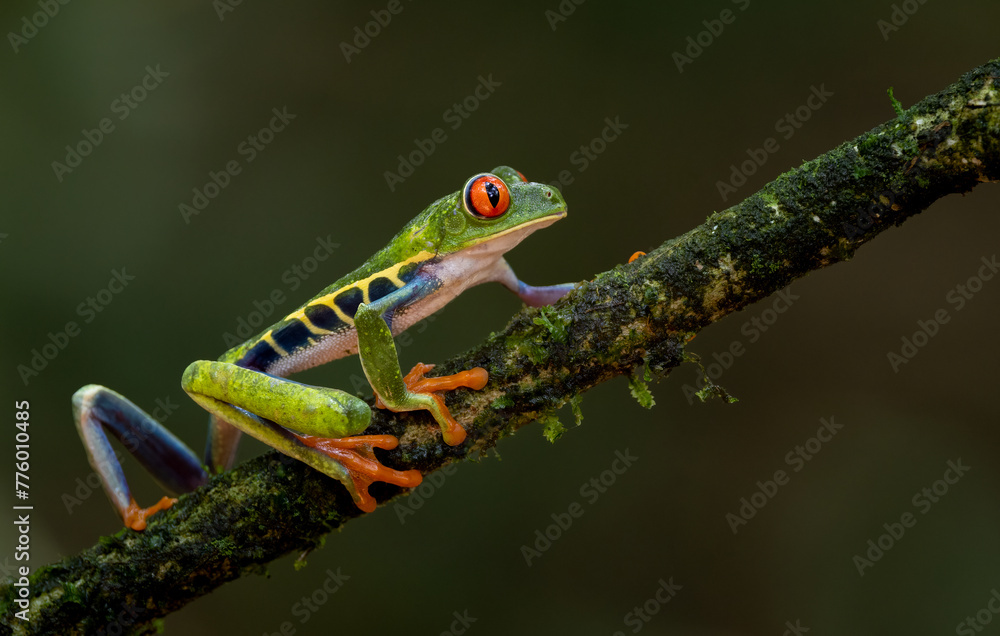 Red-eyed tree frog in the rainforest of Costa Rica  - obrazy, fototapety, plakaty 
