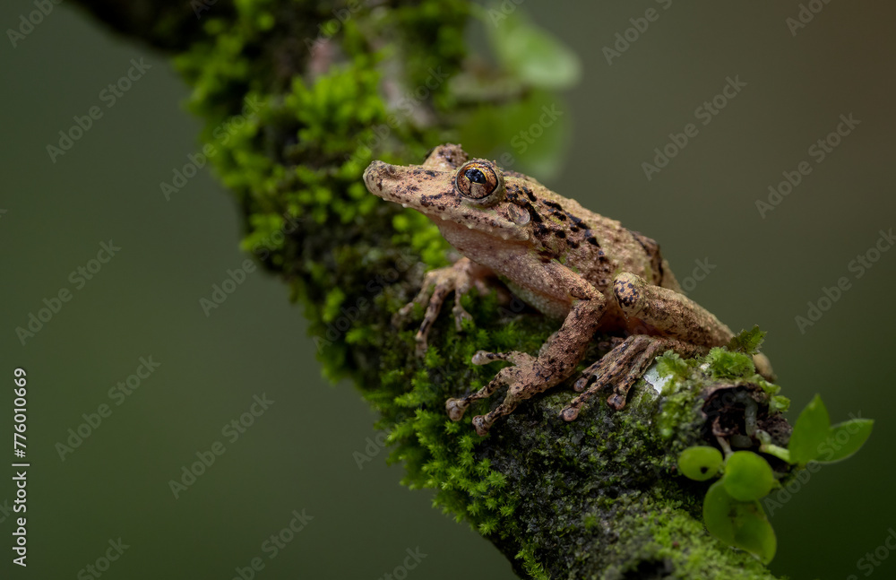 A tree frog in the rainforest of Costa Rica  - obrazy, fototapety, plakaty 
