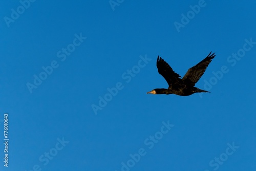 Cormorant during flight in sky
