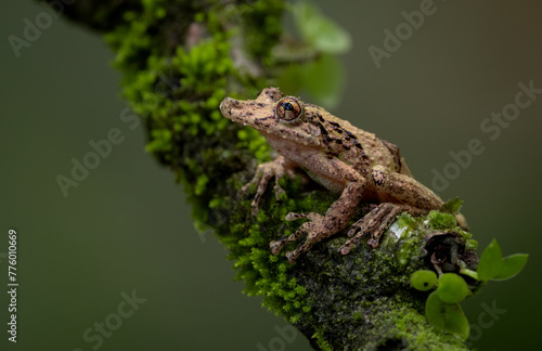 A tree frog in the rainforest of Costa Rica 
