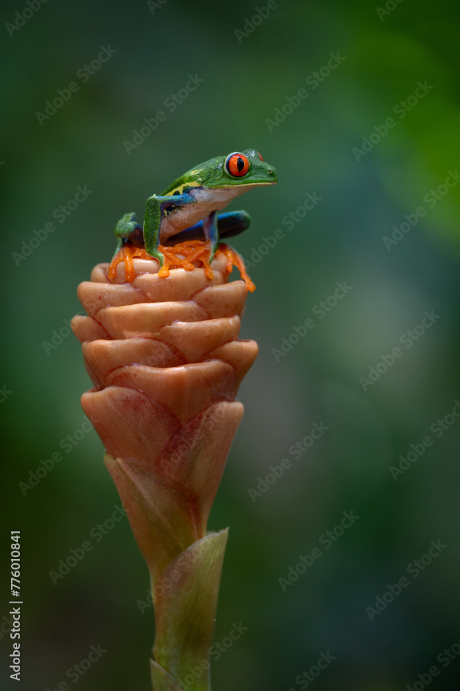 Red-eyed tree frog in Costa Rica  - obrazy, fototapety, plakaty 