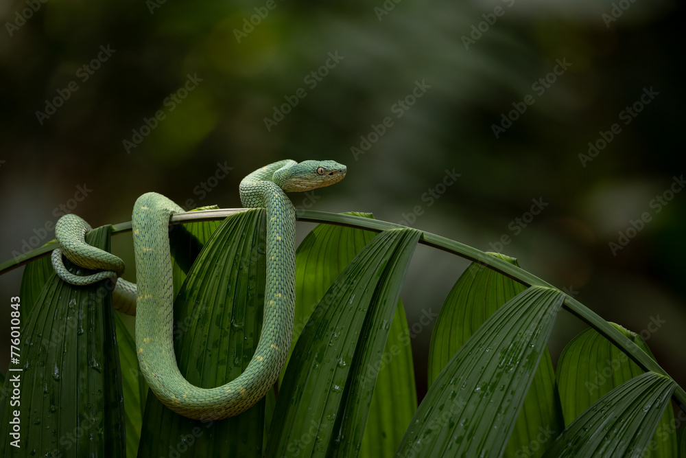 Side-striped palm-pit viper in Costa Rica 
 - obrazy, fototapety, plakaty 