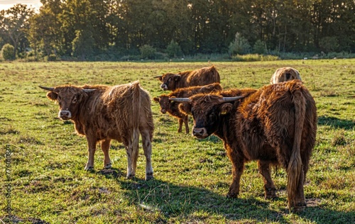 Herd of fluffy brown highland cows grazing on a rural field photo